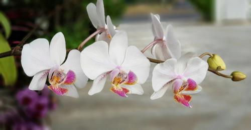ORCHIDEE / PHALAENOPSIS 2 BRANCHES HT 50 CM Pot 12